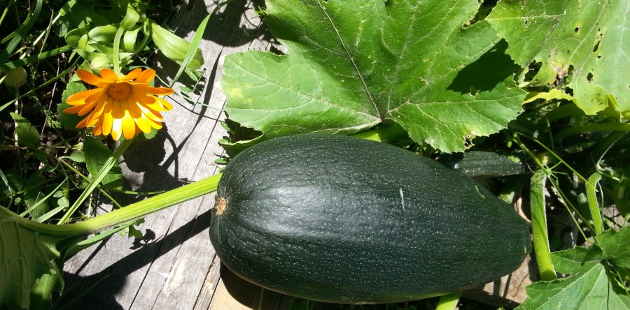 Чем отличается компост от перегноя