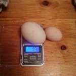 Какие куры несут крупные яйца?
